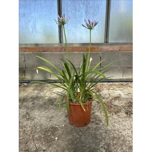Kalokvet modrý (Agapanthus umbellatus) ´BLUE´ - výška 30-40 cm, kont. C3L